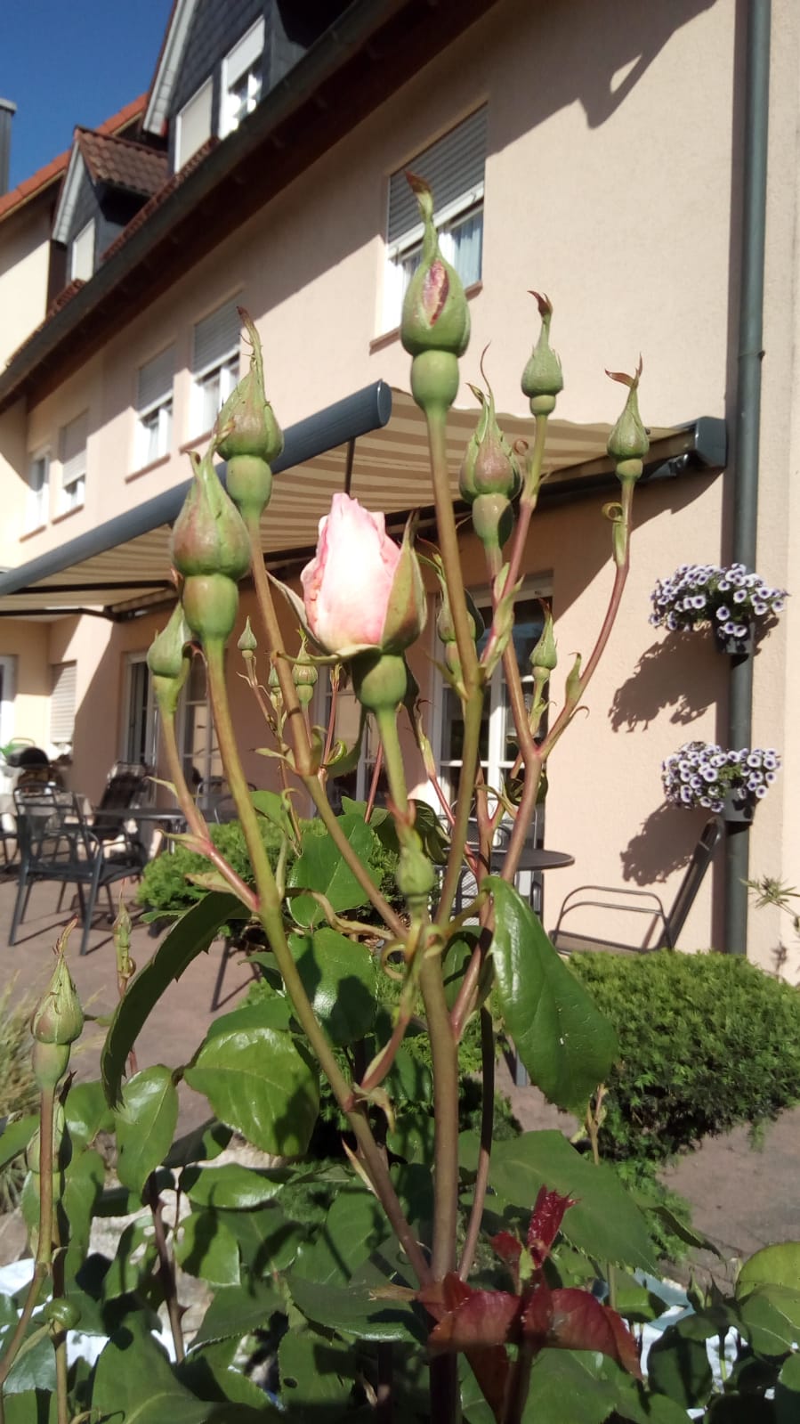 Close-up von Blumen, Landhaus Hotel Müller